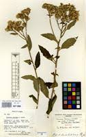 Image result for Vernonia lasiopus