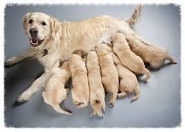 More images for red golden retriever puppies for sale uk » How Much Does A Golden Retriever Puppy Cost Uk