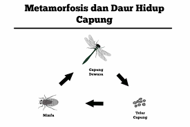 Metamorfosis sempurna adalah proses perkembangan biologi yang berubah bentuk dari masa ke masa ada juga makhluk hidup mengalami perkembangan yang tidak wajar atau melangkah ke step selanjutnya metamorfosis sempurna berkembang berdasarkan step dan waktu yang seharusnya. Metamorfosis Dan Daur Hidup Capung Siklus Dan Urutan