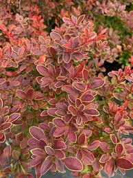Image result for Berberis thunbergii