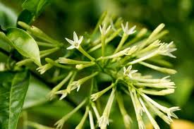 أفضل 10 نباتات تزيد من الطاقة الإيجابية البوابة