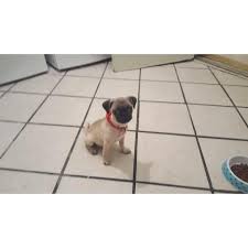 These pugs and pug mixes are waiting to find a forever home. 12 Weeks Old Pug Puppy For Sale In San Antonio Texas Puppies For Sale Near Me