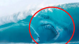 Growtopia.exe | growtopia in real life подробнее. 5 Megalodons Caught On Camera Spotted In Real Life Sharks Scary Shark Pictures Shark In The Ocean