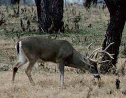 Tpwd The Rut In White Tailed Deer