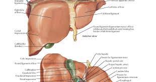 The charsi of medical literature. Surfaces And Bed Of Liver Anatomy Human Liver Anatomy Liver Anatomy Human Anatomy