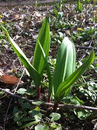 Image result for Alliaceae