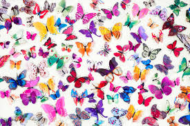Eurovision and butterflies and elvis yohanna in 2009 in moscow , during a press conference for the eurovision song contest 2009. Pattern Of Colored Butterflies Isolated On White Background Stock Photo Picture And Royalty Free Image Image 129068283