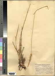 Image result for Setaria longiseta