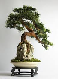 Invece dei soliti sedum, bellissimi ma non particolarmente originali, perché non coltivare un bel vaso di senecio peregrinus? Bonsai Zokei Pine A Tree Made In SekijÅju Style Piante Bonsai Bonsai Piante