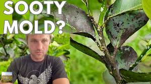 Image result for sooty mould