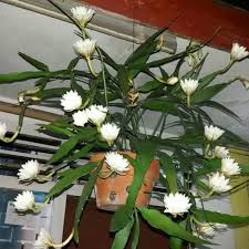 Heboh penampakan bunga wijayakusuma mekar. Sale Bunga Ratu Malam Bunga Wijaya Kusuma Mini Putih Di Lapak Juara Media Tanam Bukalapak