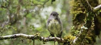 Native Birds Of New Zealand Flying Kiwi