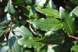 We did not find results for: Laurus Nobilis Laurier Snoeien Laurier Op Stam Winterhard