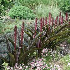 Image result for Eucomis