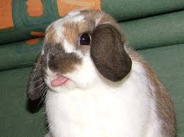 Licking Why Does Your Pet Do It Pet Nanny