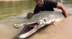 The alligator gar is a species of gar that lives in the southern united states and into mexico. 7 Foot 230 Pound Alligator Gar Drags Jon Boat Around Texas River