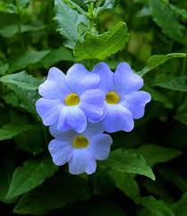 Image result for Thunbergia annua