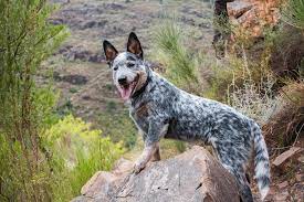 Australian Cattle Dog Breed Pictures Info Care Guide Traits Pet Keen