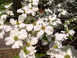 Check spelling or type a new query. Dogwoods Deserve A Second Look