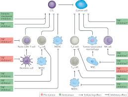Image result for TNF Inhibitor