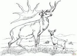 Check spelling or type a new query. Easy Tule Elk Deer Coloring Page Free Printable Coloring Pages Coloring Home
