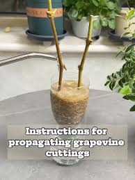 Image result for grapevine cuttings