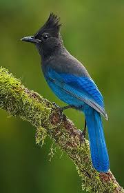 Backyard Birds Of Western Washington Steller S Jay Cyanocitta Stelleri A Jay Native To Western North America Photo Glenn Bartley Birds Colorful Birds Backyard Birds
