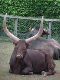 Escapadeclassé sous :aveyron , parc animalier. Cornes Monumentales Photo De Le Jardin Des Betes Gages Tripadvisor