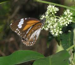 Image result for Stathmostelma gigantiflorum