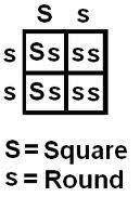 Maybe you would like to learn more about one of these? Spongebob Genetics Worksheets I Proprofs Quiz