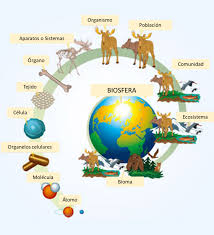 NIVELES DE ORGANIZACION DE LA LOS SERES VIVOS: Todos los seres vivos se  componen de materia que se amolda de diversas maneras para cumplir diversos  propósitos. Independientemente de su forma o tamaño,