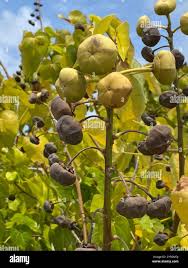 Image result for Thespesia populnea