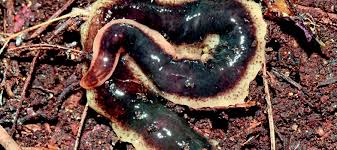 The reason you see little black worms in the shower, basement or under the kitchen sink, and not in exposed areas of the living room, is that they're looking for moisture. Worms You Don T Want Kitchen Garden
