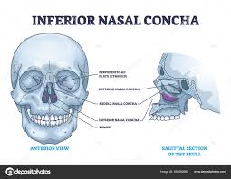 Image vectorielle Inferior Nasal Concha Location Human Nose Area Anatomy  Outline Diagram par ©VectorMine - 593582580