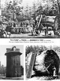Campsites have fire rings and picnic tables; Camping At Calaveras Big Trees Sp Find Reservations At Calaveras Big Trees Sp Campnab