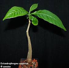 Image result for Entandrophragma caudatum