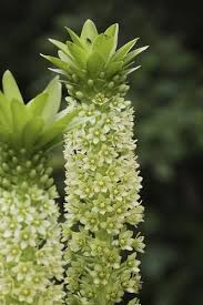 Image result for Eucomis autumnalis