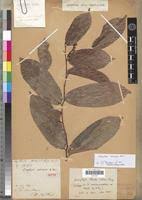 Image result for Dasylepis eggelingii