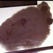Or its it a hover cat? 39 Glass Table Cats Ideas Cats Cats On Glass Tables Crazy Cats