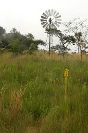 Image result for Eulophia angolensis