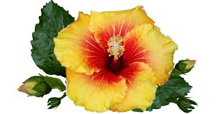 The most popular variety is hibiscus sabdariffa. Hibiscus Tree Care Growing The Perfect Tropical Patio Plant