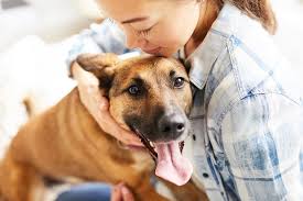 Cancer is defined as uncontrolled growth of abnormal cells, but cancer is a very complex and complicated disease. Hypothyroidism In Dogs Symptoms And Treatment Aspca Pet Insurance