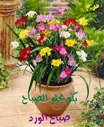 Pin By Madaa On Good Morning Freesia Flowers Fragrant Plant Beautiful Flowers