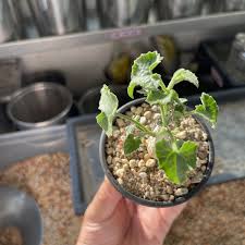 Image result for Corallocarpus bainesii