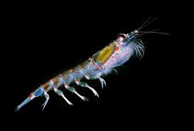 Increasing Ocean Temperatures Means Less Zooplankton And Therefore Less Fish Sciworthy