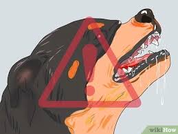 We did not find results for: How To Approach A Stray Dog 11 Steps With Pictures Wikihow Pet