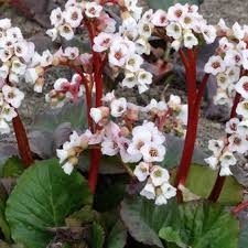 Use in the front of the border, under trees, or in shaded containers. Bergenia Jelle