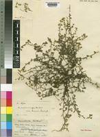 Image result for Crotalaria lotoides