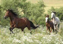 The Natural Habitat Of A Horse Animals Mom Com