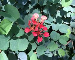 Image result for Bauhinia galpinii